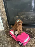 Libby , a female Poodle - Toy  for sale in O Fallon, MO – 1 of 6