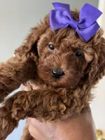 Luna , a female Poodle - Toy  for sale in O Fallon, MO – 8 of 8