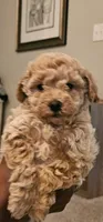 Stormy , a female Poodle - Toy  for sale in O Fallon, MO – 2 of 4