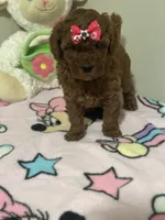 Lola , a female Poodle - Toy  for sale in O Fallon, MO – 5 of 8