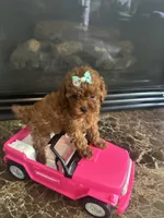 Libby , a female Poodle - Toy  for sale in O Fallon, MO – 2 of 6
