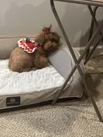 Chole , a female Poodle - Toy  for sale in O Fallon, MO – 2 of 2