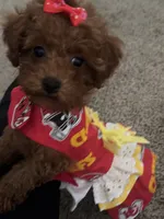 Libby , a female Poodle - Toy  for sale in O Fallon, MO – 1 of 9