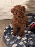 Libby , a female Poodle - Toy  for sale in O Fallon, MO – 4 of 9