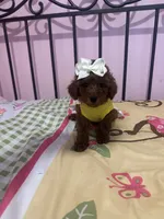 Luna , a female Poodle - Toy  for sale in O Fallon, MO – 6 of 8