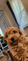 Stormy , a female Poodle - Toy  for sale in O Fallon, MO – 4 of 4