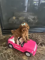 Libby , a female Poodle - Toy  for sale in O Fallon, MO – 6 of 6
