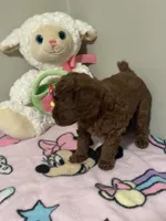 Lola , a female Poodle - Toy  for sale in O Fallon, MO – 8 of 8