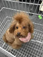 Chole , a female Poodle - Toy  for sale in O Fallon, MO – 1 of 2
