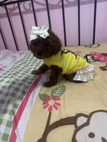 Luna , a female Poodle - Toy  for sale in O Fallon, MO – 4 of 8