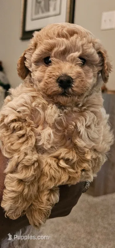 Stormy  – Poodle - Toy  puppy for sale in O Fallon, MO
