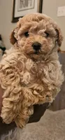 Stormy , a female Poodle - Toy  for sale in O Fallon, MO – 1 of 4
