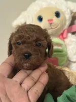 Lola , a female Poodle - Toy  for sale in O Fallon, MO – 7 of 8