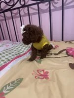 Luna , a female Poodle - Toy  for sale in O Fallon, MO – 7 of 8
