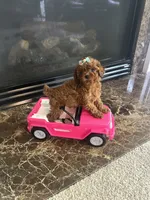 Libby , a female Poodle - Toy  for sale in O Fallon, MO – 4 of 6