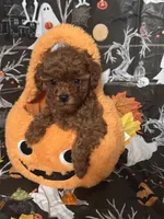Libby , a female Poodle - Toy  for sale in O Fallon, MO – 5 of 6