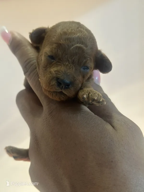 Libby – Poodle - Toy  puppy for sale in O Fallon, MO
