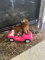 Libby , a female Poodle - Toy  for sale in O Fallon, MO – 3 of 6
