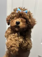Libby , a female Poodle - Toy  for sale in O Fallon, MO – 7 of 9