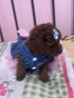 Luna , a female Poodle - Toy  for sale in O Fallon, MO – 3 of 8