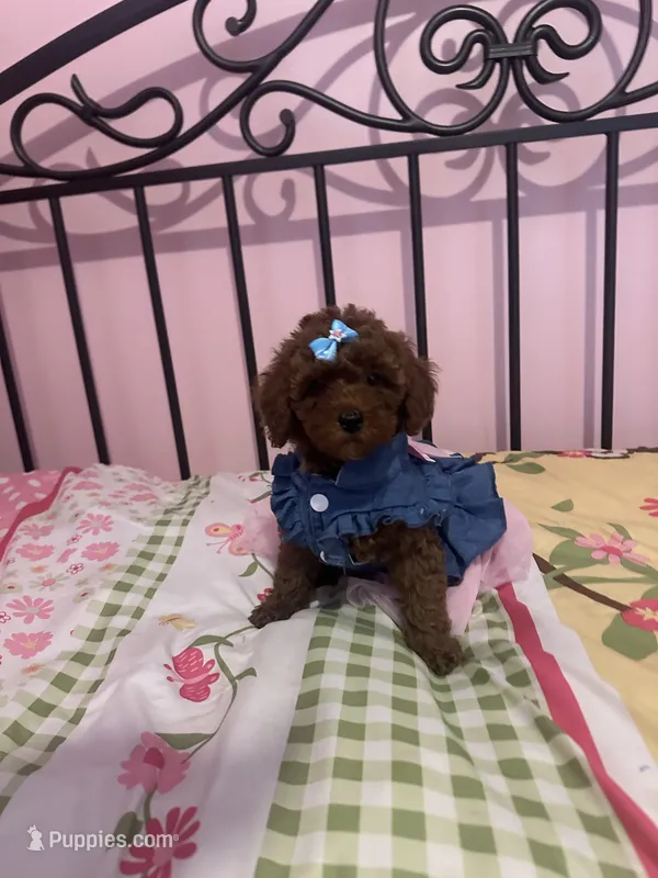 Luna  – Poodle - Toy  puppy for sale in O Fallon, MO