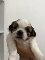 No name - your choice , a female Shih Tzu for sale in Lehigh Acres, FL – 5 of 6