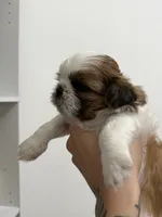No name - your choice , a female Shih Tzu for sale in Lehigh Acres, FL – 2 of 6