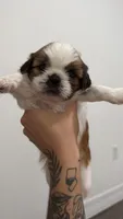 No name - your choice , a female Shih Tzu for sale in Lehigh Acres, FL – 6 of 6