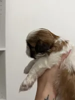 No name - your choice , a female Shih Tzu for sale in Lehigh Acres, FL – 3 of 6