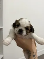 No name - your choice , a female Shih Tzu for sale in Lehigh Acres, FL – 1 of 6