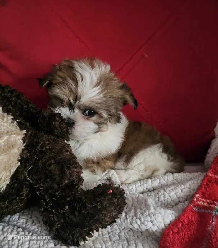 Maxine – Mal Shi puppy for sale in Creola, AL