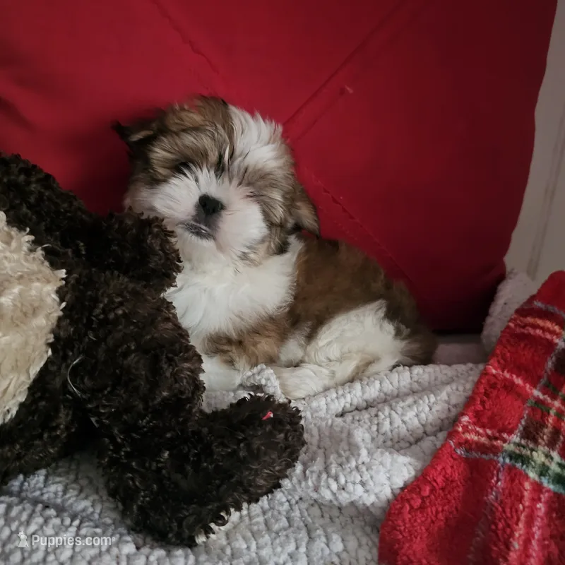 Maxine – Mal Shi puppy for sale in Creola, AL