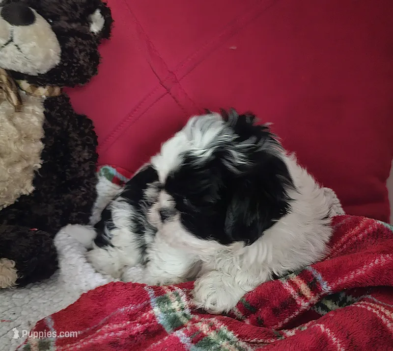 Max – Mal Shi puppy for sale in Creola, AL