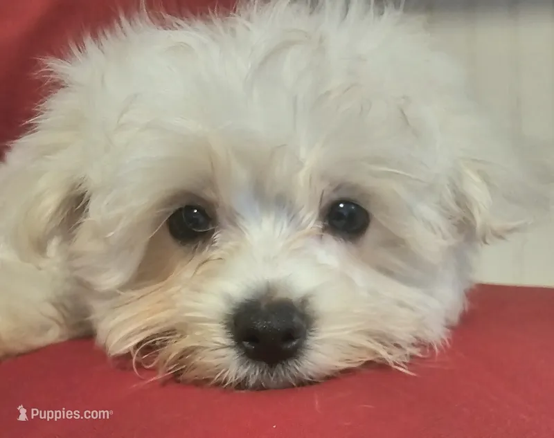Max – Maltese puppy for sale in Creola, AL