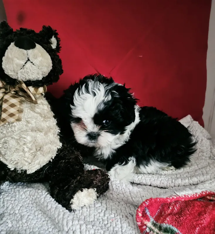 Max – Mal Shi puppy for sale in Creola, AL