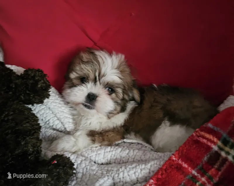 Maxine – Mal Shi puppy for sale in Creola, AL