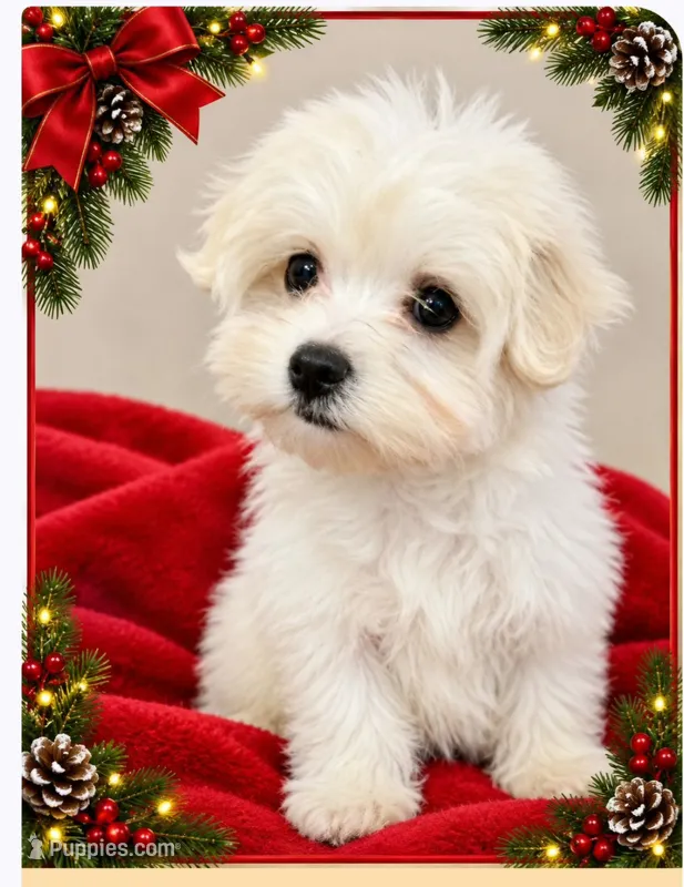 Prissy – Maltese puppy for sale in Creola, AL