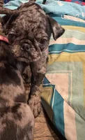 Purple female, a female Pug for sale in Boston, MA – 9 of 10