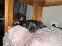 Light Pink Female, a female Pug for sale in Boston, MA – 3 of 10