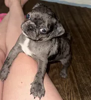 Green Male Puppy, a male Pug for sale in Boston, MA – 3 of 10