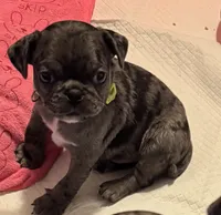 Green Male Puppy, a male Pug for sale in Boston, MA – 10 of 10