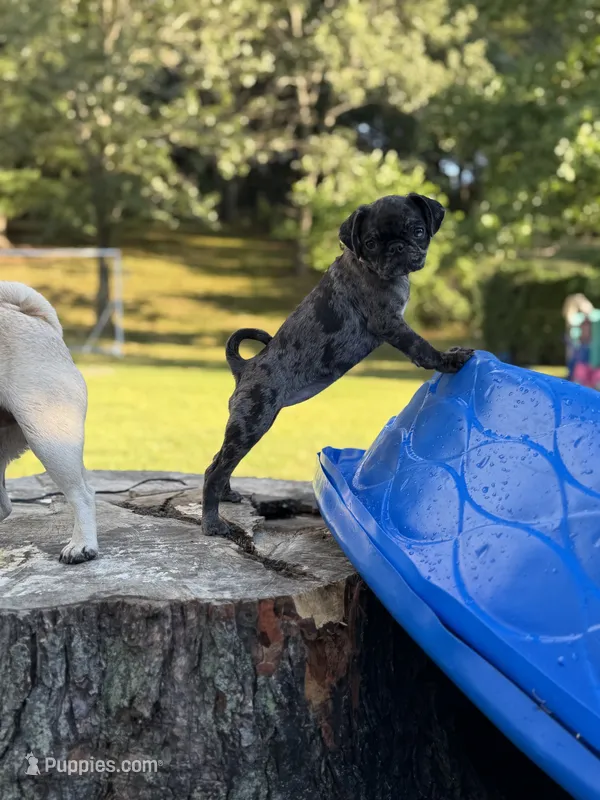 Light Pink Female – Pug puppy for sale in Boston, MA
