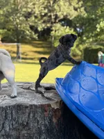 Light Pink Female, a female Pug for sale in Boston, MA – 1 of 10