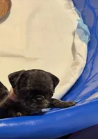 Light Pink Female, a female Pug for sale in Boston, MA – 7 of 8