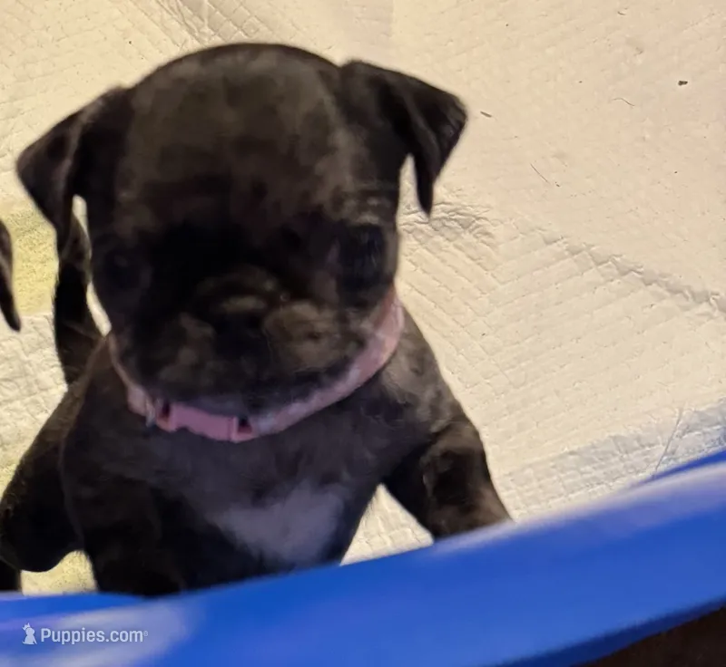 Light Pink Female – Pug puppy for sale in Boston, MA