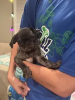 Light Pink Female, a female Pug for sale in Boston, MA – 9 of 10