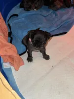 Light Pink Female, a female Pug for sale in Boston, MA – 2 of 8