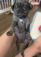Purple female, a female Pug for sale in Boston, MA – 5 of 10