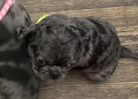 Green Male Puppy, a male Pug for sale in Boston, MA – 2 of 10