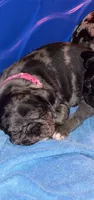 Dark Pink Female, a female Pug for sale in Boston, MA – 6 of 8